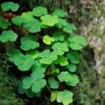 The psychology of luck